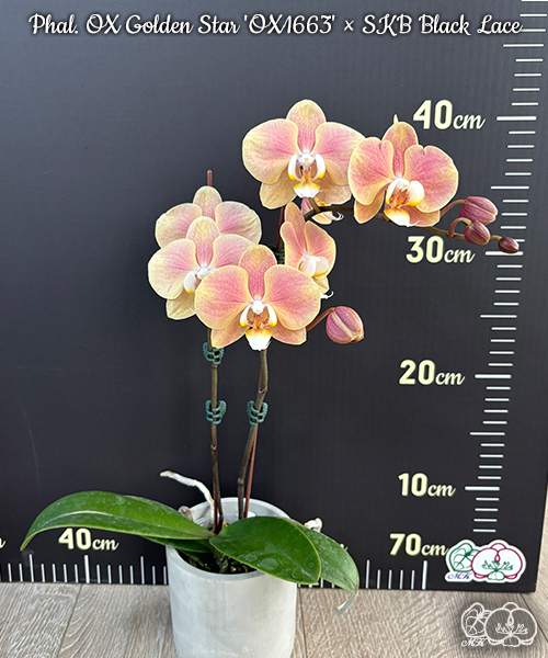 美琪園藝Miki Orchid - 品種詳細頁